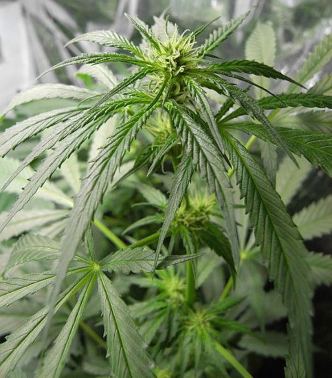 Mr. Nice Seeds - NHS - National Health Service (reg.)