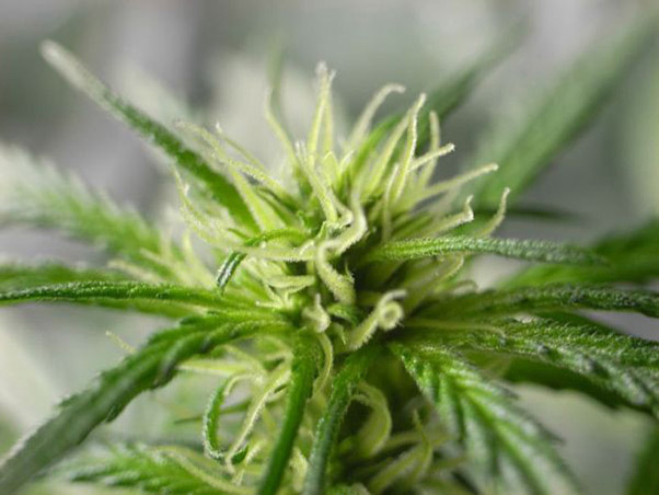 Mr. Nice Seeds - NHS - National Health Service (reg.)