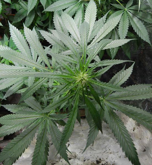 Mr. Nice Seeds - NHS - National Health Service (reg.)