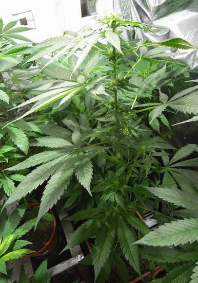 Mr. Nice Seeds - NHS - National Health Service (reg.)