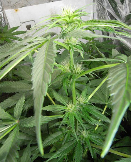 Mr. Nice Seeds - NHS - National Health Service (reg.)