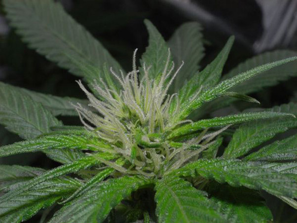 Mr. Nice Seeds - NHS - National Health Service (reg.)