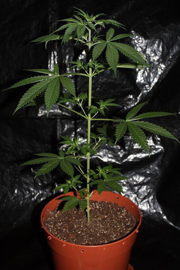 Mr. Nice Seeds - NHS - National Health Service (reg.)
