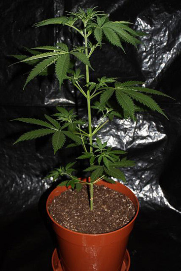 Mr. Nice Seeds - NHS - National Health Service (reg.)