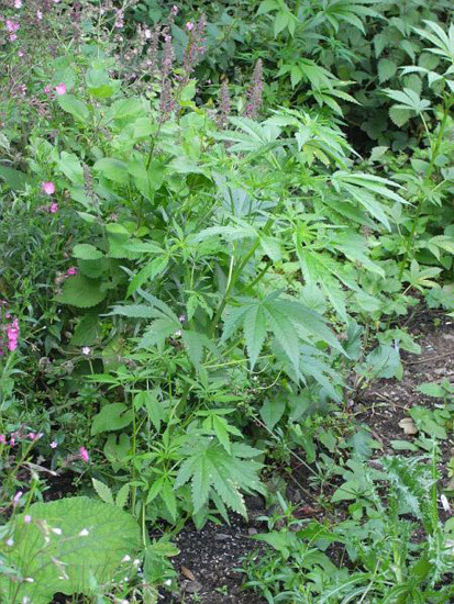Mr. Nice Seeds - NHS - National Health Service (reg.)