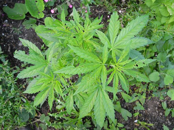 Mr. Nice Seeds - NHS - National Health Service (reg.)