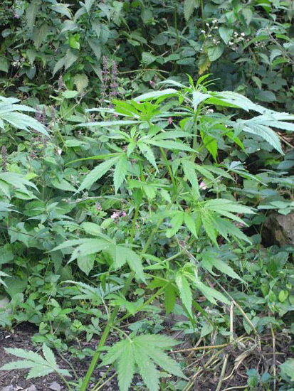 Mr. Nice Seeds - NHS - National Health Service (reg.)