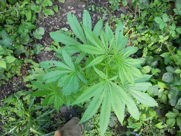 Mr. Nice Seeds - NHS - National Health Service (reg.)
