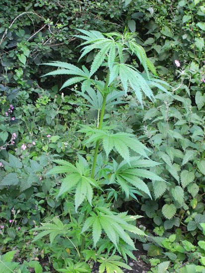 Mr. Nice Seeds - NHS - National Health Service (reg.)