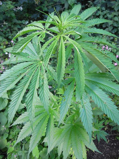 Mr. Nice Seeds - NHS - National Health Service (reg.)