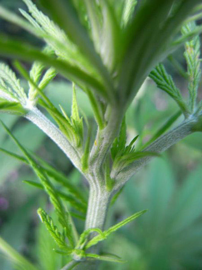 Mr. Nice Seeds - NHS - National Health Service (reg.)