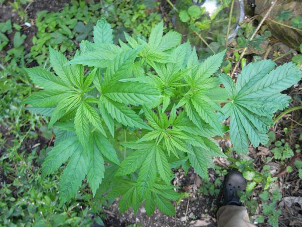 Mr. Nice Seeds - NHS - National Health Service (reg.)
