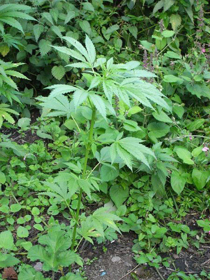 Mr. Nice Seeds - NHS - National Health Service (reg.)