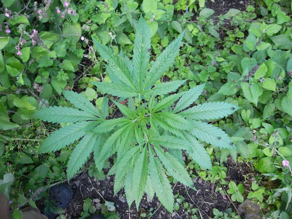 Mr. Nice Seeds - NHS - National Health Service (reg.)
