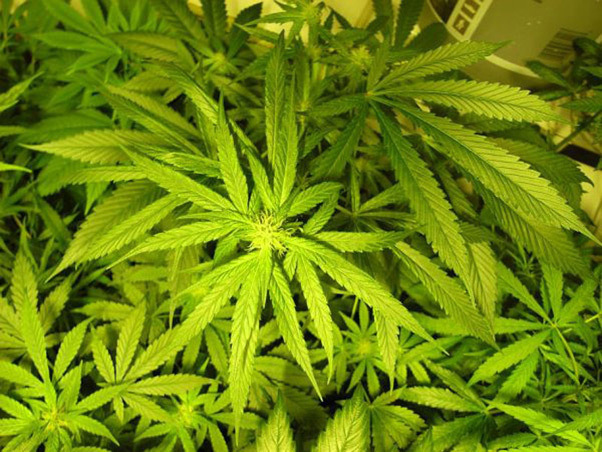 Mr. Nice Seeds - NHS - National Health Service (reg.)