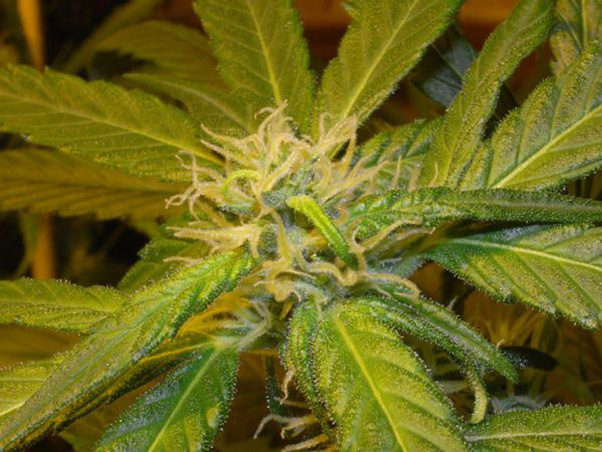 Mr. Nice Seeds - NHS - National Health Service (reg.)