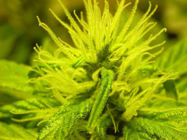 Mr. Nice Seeds - NHS - National Health Service (reg.)