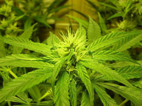 Mr. Nice Seeds - NHS - National Health Service (reg.)