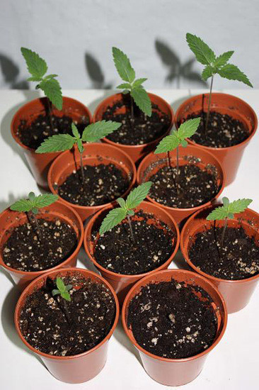 Mr. Nice Seeds - NHS - National Health Service (reg.)