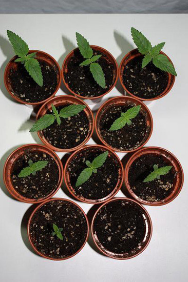 Mr. Nice Seeds - NHS - National Health Service (reg.)