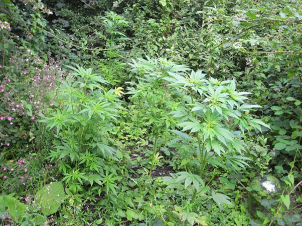 Mr. Nice Seeds - NHS - National Health Service (reg.)