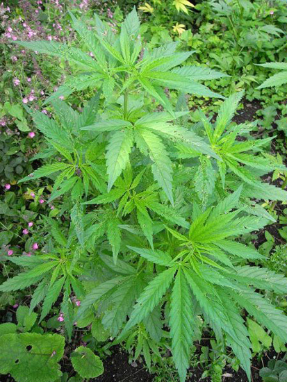 Mr. Nice Seeds - NHS - National Health Service (reg.)