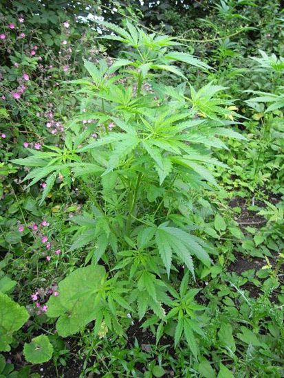 Mr. Nice Seeds - NHS - National Health Service (reg.)