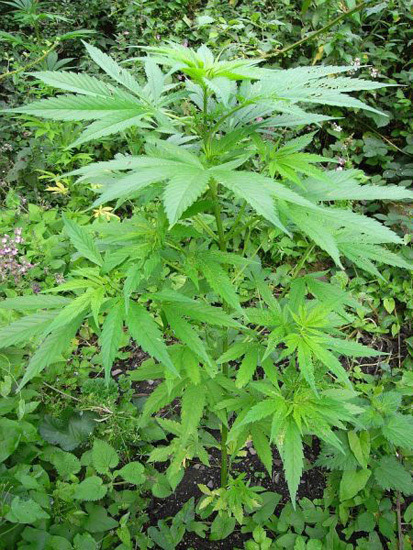 Mr. Nice Seeds - NHS - National Health Service (reg.)