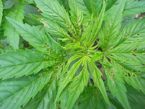 Mr. Nice Seeds - NHS - National Health Service (reg.)