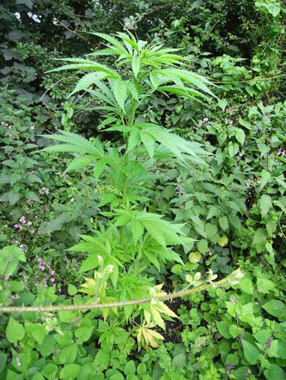 Mr. Nice Seeds - NHS - National Health Service (reg.)