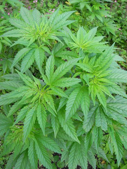 Mr. Nice Seeds - NHS - National Health Service (reg.)