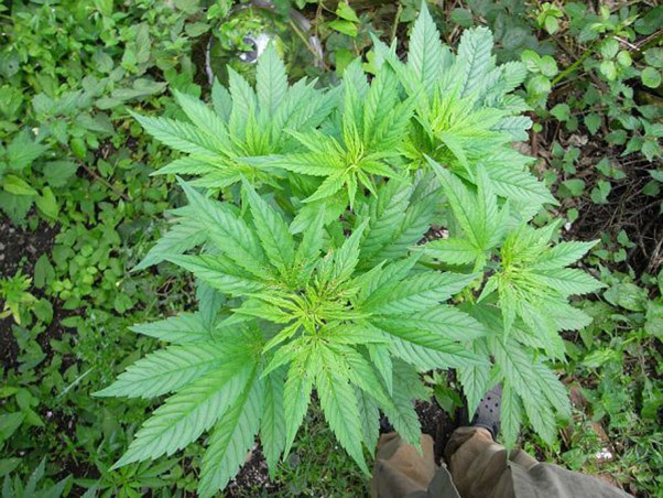 Mr. Nice Seeds - NHS - National Health Service (reg.)