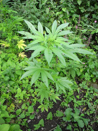 Mr. Nice Seeds - NHS - National Health Service (reg.)