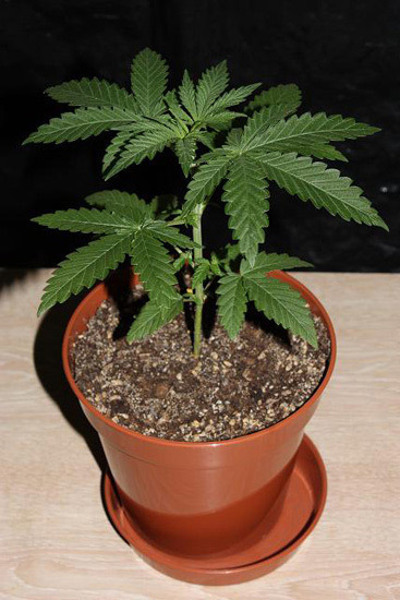 Mr. Nice Seeds - NHS - National Health Service (reg.)