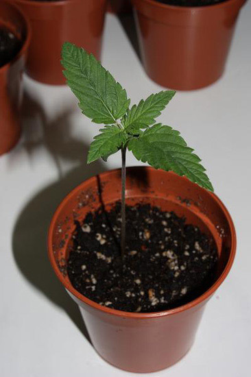 Mr. Nice Seeds - NHS - National Health Service (reg.)