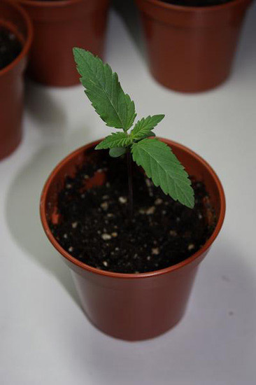 Mr. Nice Seeds - NHS - National Health Service (reg.)