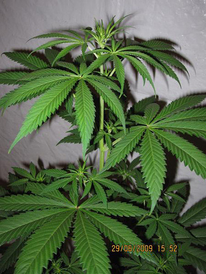 Mr. Nice Seeds - NHS - National Health Service (reg.)