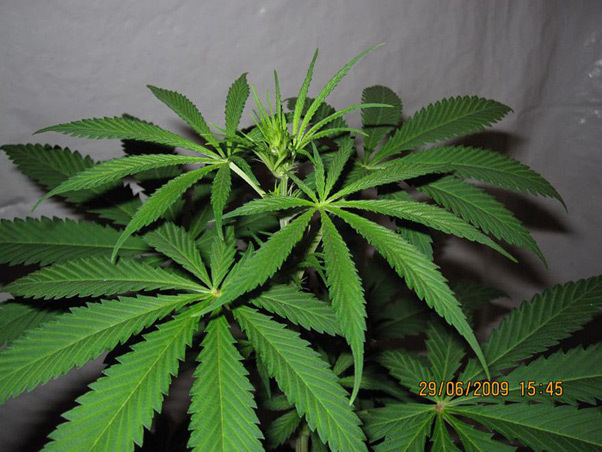Mr. Nice Seeds - NHS - National Health Service (reg.)
