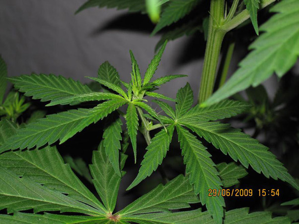 Mr. Nice Seeds - NHS - National Health Service (reg.)
