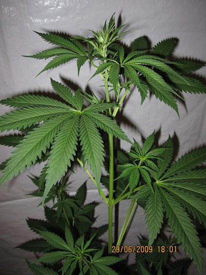 Mr. Nice Seeds - NHS - National Health Service (reg.)