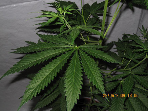Mr. Nice Seeds - NHS - National Health Service (reg.)