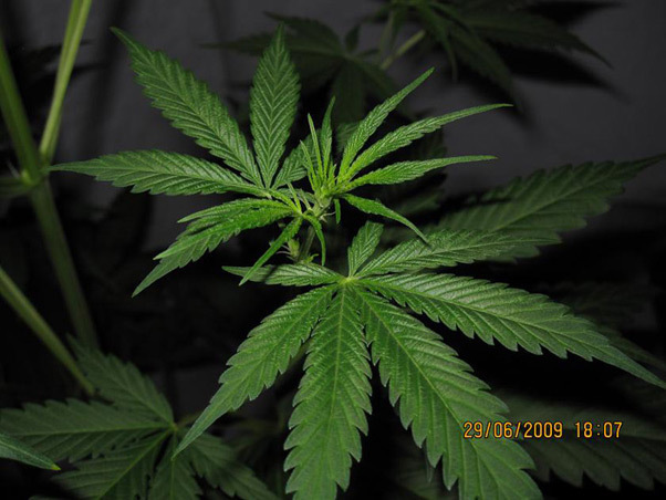 Mr. Nice Seeds - NHS - National Health Service (reg.)