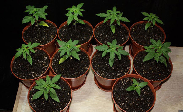 Mr. Nice Seeds - NHS - National Health Service (reg.)