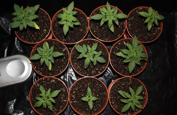 Mr. Nice Seeds - NHS - National Health Service (reg.)