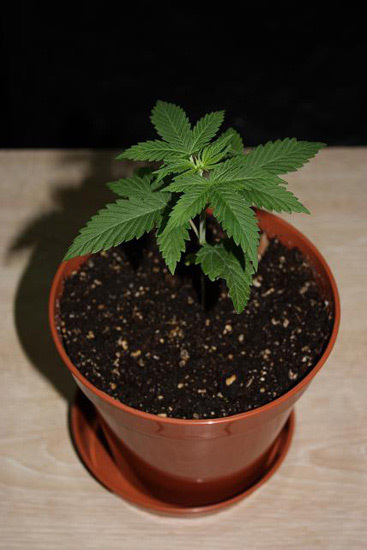 Mr. Nice Seeds - NHS - National Health Service (reg.)