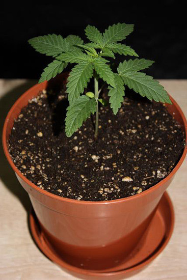 Mr. Nice Seeds - NHS - National Health Service (reg.)