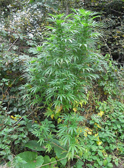Mr. Nice Seeds - NHS - National Health Service (reg.)