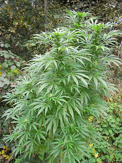 Mr. Nice Seeds - NHS - National Health Service (reg.)