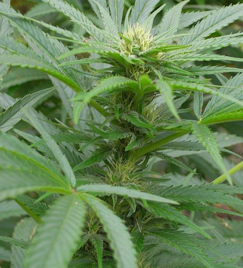Mr. Nice Seeds - NHS - National Health Service (reg.)