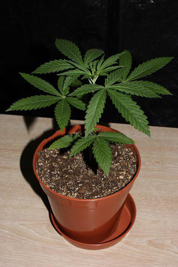 Mr. Nice Seeds - NHS - National Health Service (reg.)